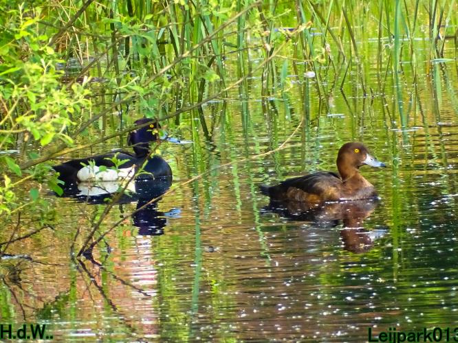 Leijpark013  21 &amp; 22 &amp; 23 &amp; 24 mei 2023 