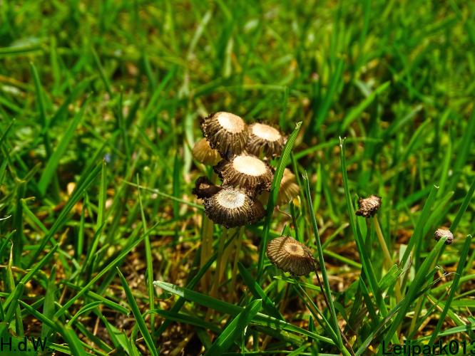 Leijpark013  21 &amp; 22 &amp; 23 &amp; 24 mei 2023 