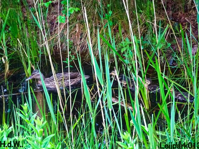 Leijpark013  21 &amp; 22 &amp; 23 &amp; 24 mei 2023 