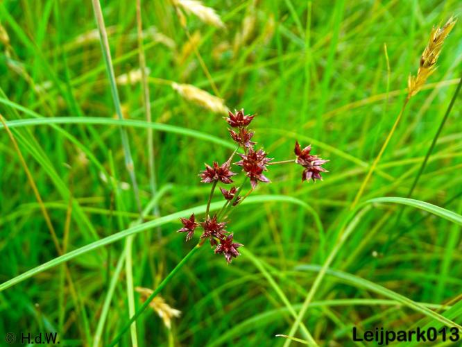 Leijpark013 De Veldrus 