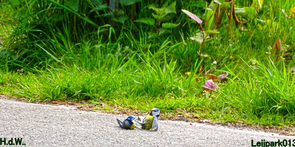 Leijpark013 Pimpelmees 