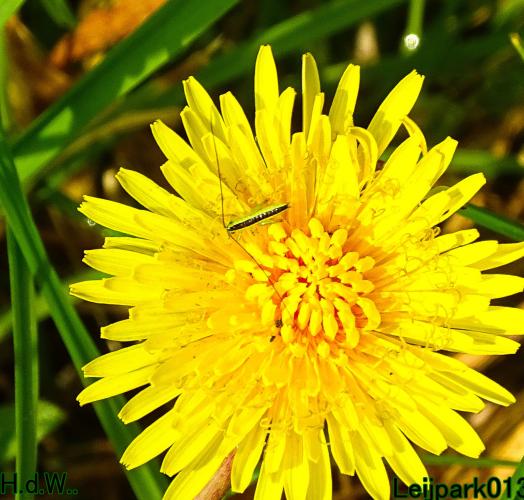 Leijpark013 25 &amp; 26 &amp; 27 &amp; 28 mei 2023 