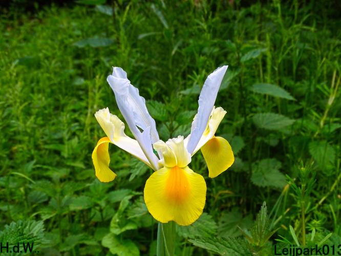 Leijpark013 25 &amp; 26 &amp; 27 &amp; 28 mei 2023 