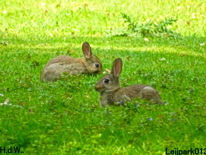Leijpark013 25 &amp; 26 &amp; 27 &amp; 28 mei 2023 