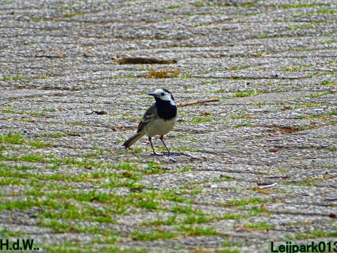 Leijpark013 25 &amp; 26 &amp; 27 &amp; 28 mei 2023 