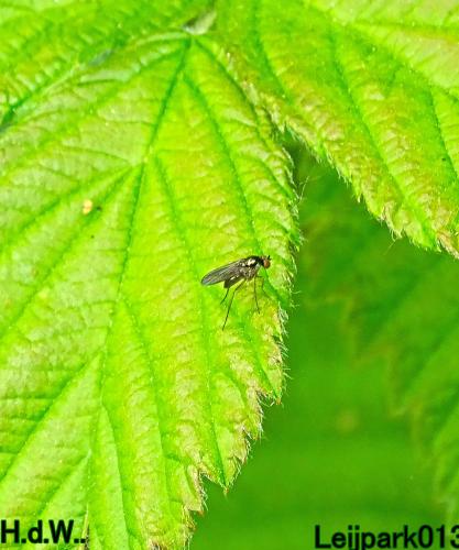 Leijpark013 25 &amp; 26 &amp; 27 &amp; 28 mei 2023 