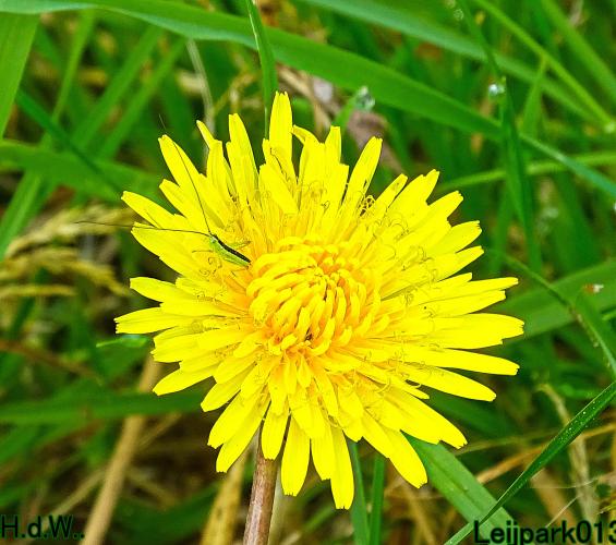 Leijpark013 25 &amp; 26 &amp; 27 &amp; 28 mei 2023 