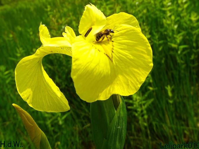 Leijpark013 25 &amp; 26 &amp; 27 &amp; 28 mei 2023 