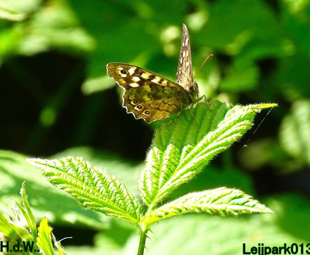 Leijpark013 25 &amp; 26 &amp; 27 &amp; 28 mei 2023 