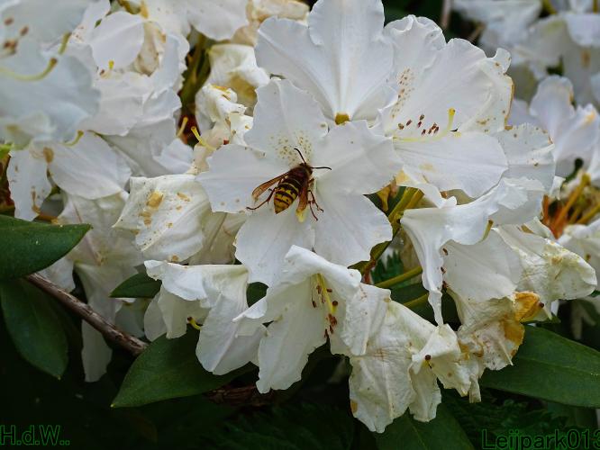 Leijpark013 25 &amp; 26 &amp; 27 &amp; 28 mei 2023 