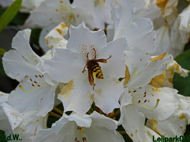 Leijpark013 25 &amp; 26 &amp; 27 &amp; 28 mei 2023 