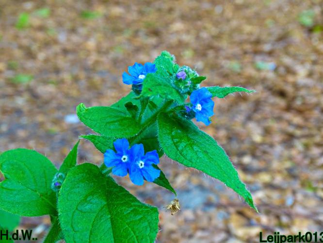 Leijpark013 25 &amp; 26 &amp; 27 &amp; 28 mei 2023 