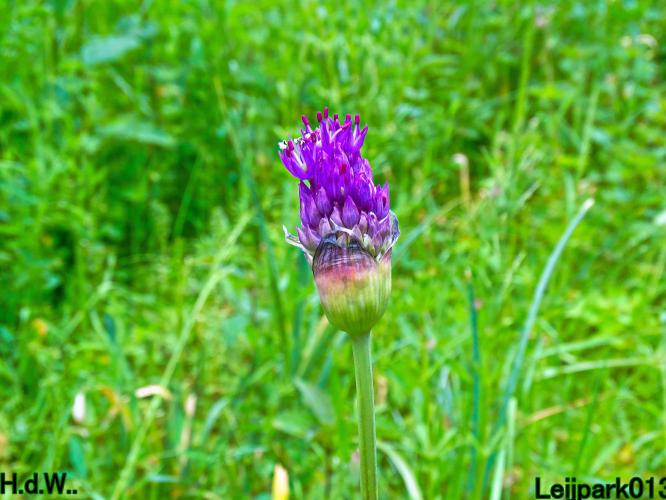 Leijpark013 25 &amp; 26 &amp; 27 &amp; 28 mei 2023 