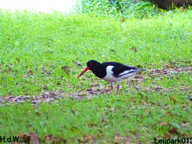 Leijpark013 25 &amp; 26 &amp; 27 &amp; 28 mei 2023 