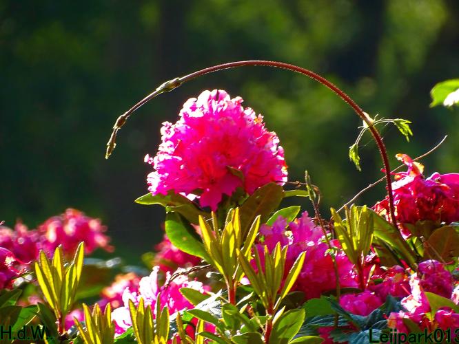 Leijpark013 25 &amp; 26 &amp; 27 &amp; 28 mei 2023 