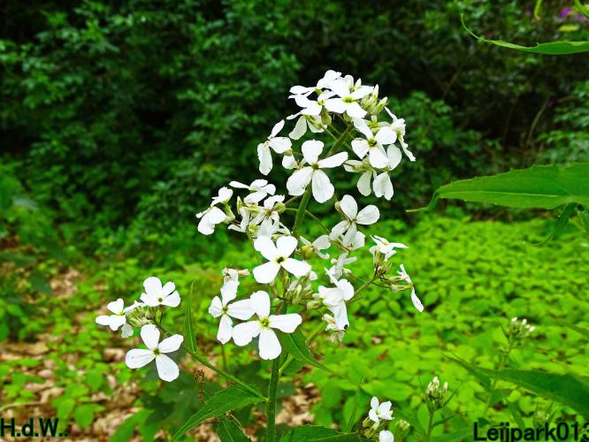 Leijpark013 25 &amp; 26 &amp; 27 &amp; 28 mei 2023 