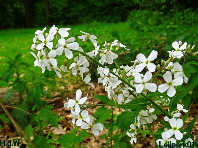 Leijpark013 25 &amp; 26 &amp; 27 &amp; 28 mei 2023 