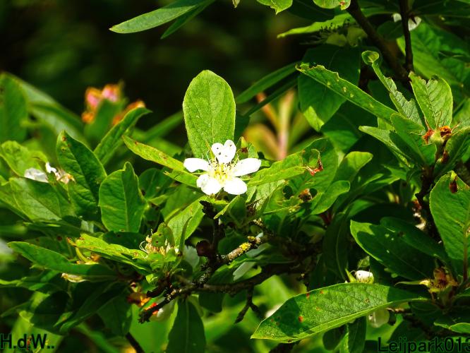 Leijpark013 25 &amp; 26 &amp; 27 &amp; 28 mei 2023 