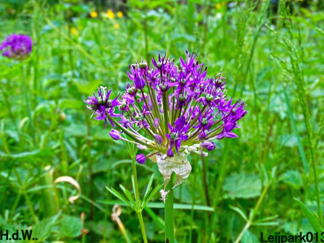 Leijpark013 25 &amp; 26 &amp; 27 &amp; 28 mei 2023 