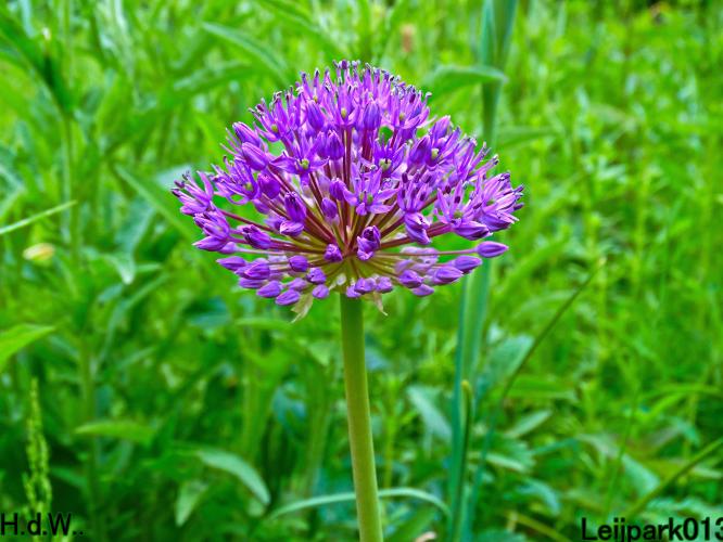 Leijpark013 25 &amp; 26 &amp; 27 &amp; 28 mei 2023 