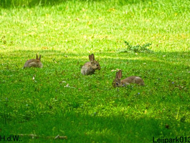 Leijpark013 25 &amp; 26 &amp; 27 &amp; 28 mei 2023 