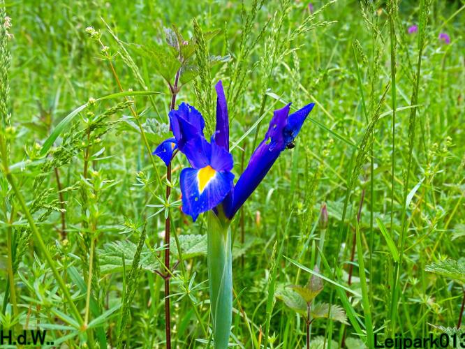 Leijpark013 25 &amp; 26 &amp; 27 &amp; 28 mei 2023 