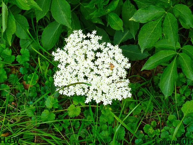 Leijpark013 25 &amp; 26 &amp; 27 &amp; 28 mei 2023 