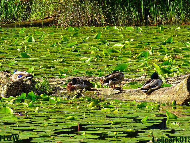 Leijpark013 25 &amp; 26 &amp; 27 &amp; 28 mei 2023 