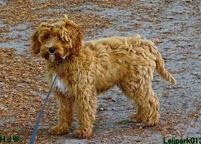 Leijpark013 Beestenboel 28 mei 2023 