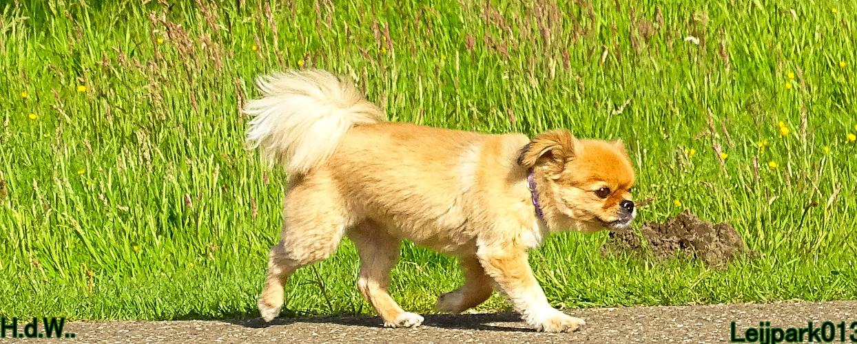 Leijpark013 Beestenboel 28 mei 2023 