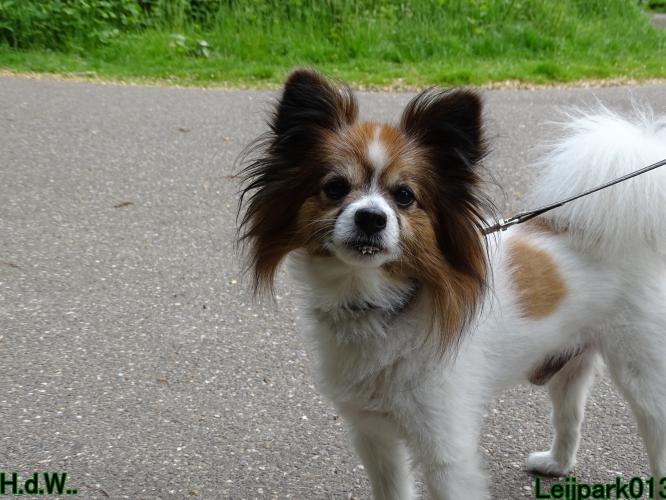 Leijpark013 Beestenboel 28 mei 2023 