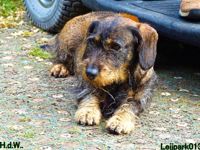 Leijpark013 Beestenboel 28 mei 2023 