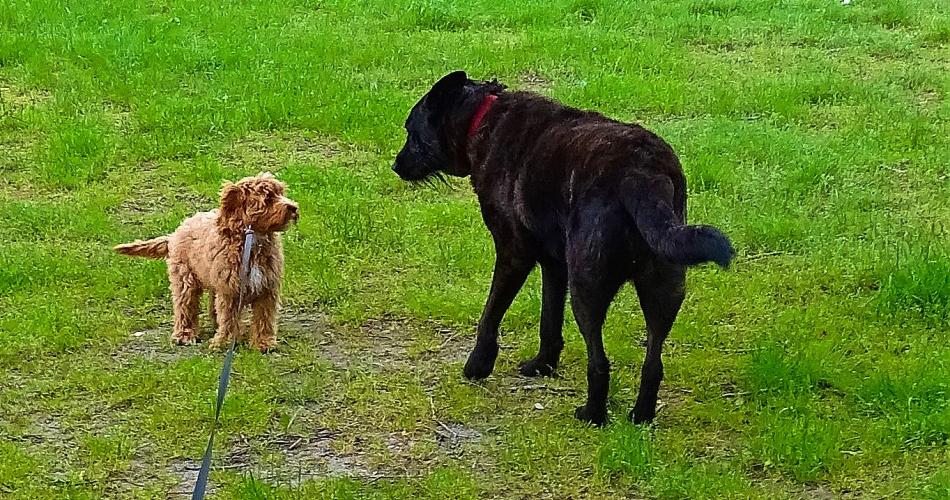Leijpark013 Beestenboel 28 mei 2023 