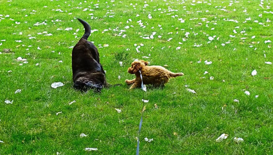 Leijpark013 Beestenboel 28 mei 2023 