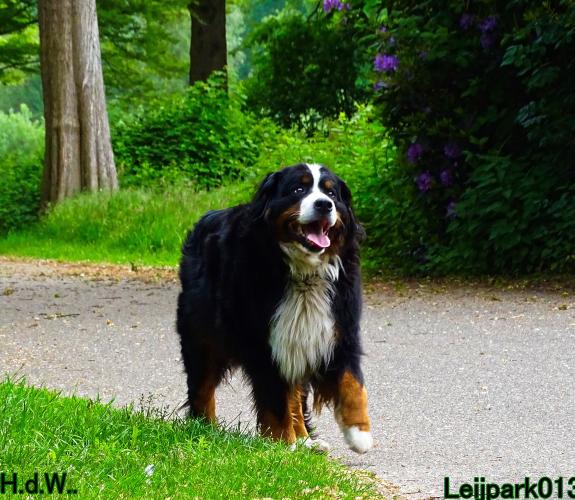 Leijpark013 Beestenboel 28 mei 2023 