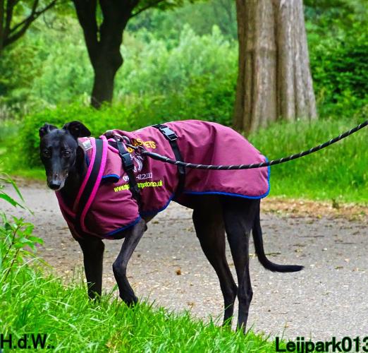 Leijpark013 Beestenboel 28 mei 2023 