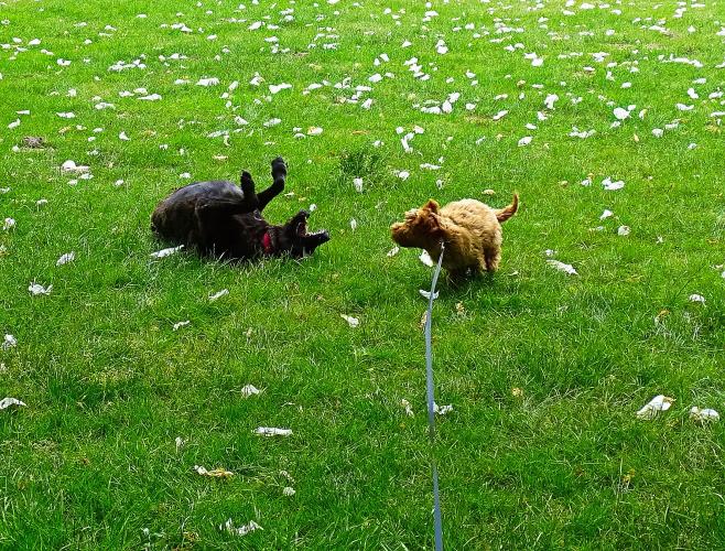 Leijpark013 Beestenboel 28 mei 2023 