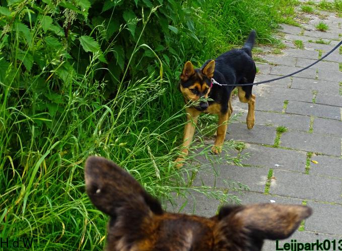 Leijpark013 Beestenboel 28 mei 2023 