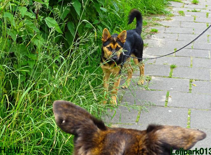 Leijpark013 Beestenboel 28 mei 2023 