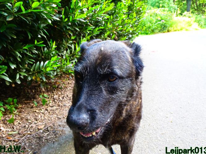 Leijpark013 Beestenboel 28 mei 2023 