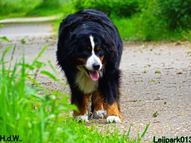 Leijpark013 Beestenboel 28 mei 2023 