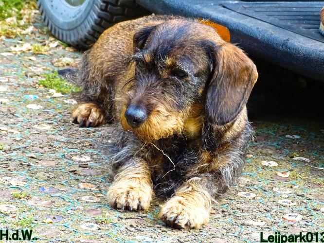 Leijpark013 Beestenboel 28 mei 2023 