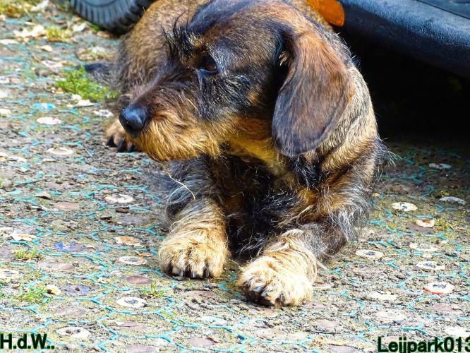 Leijpark013 Beestenboel 28 mei 2023 