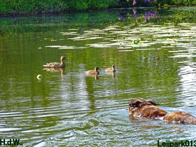 Leijpark013 Beestenboel 28 mei 2023 