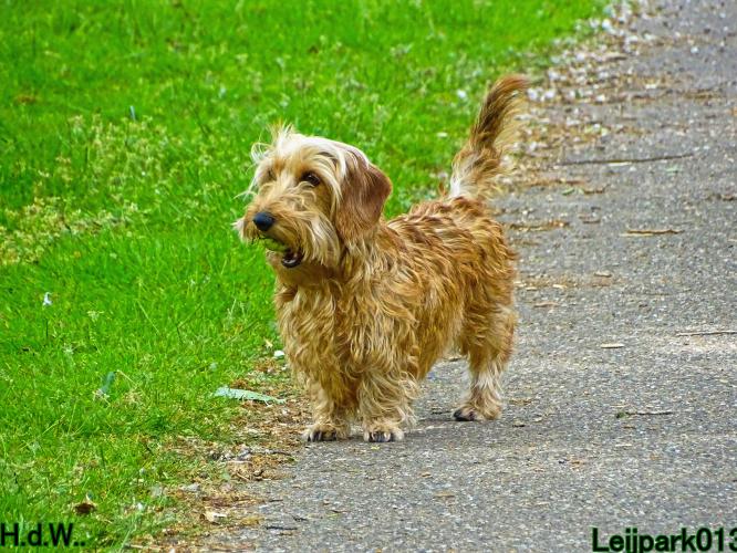 Leijpark013 Beestenboel 28 mei 2023 