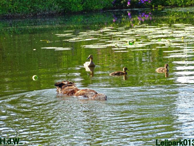 Leijpark013 Beestenboel 28 mei 2023 