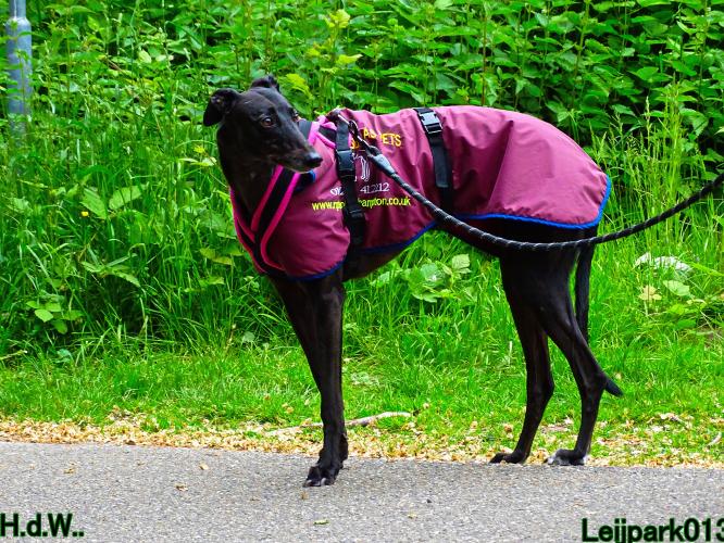 Leijpark013 Beestenboel 28 mei 2023 