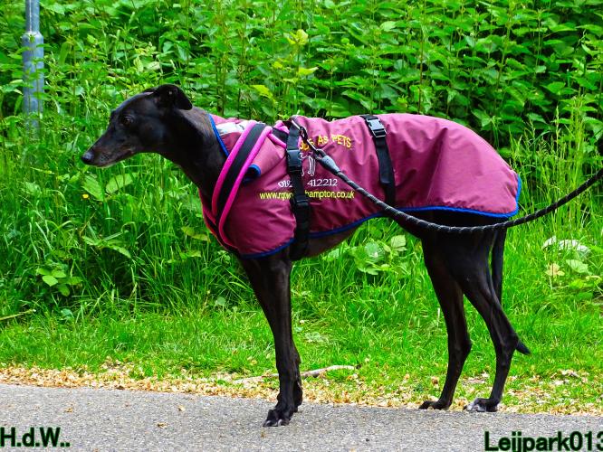 Leijpark013 Beestenboel 28 mei 2023 