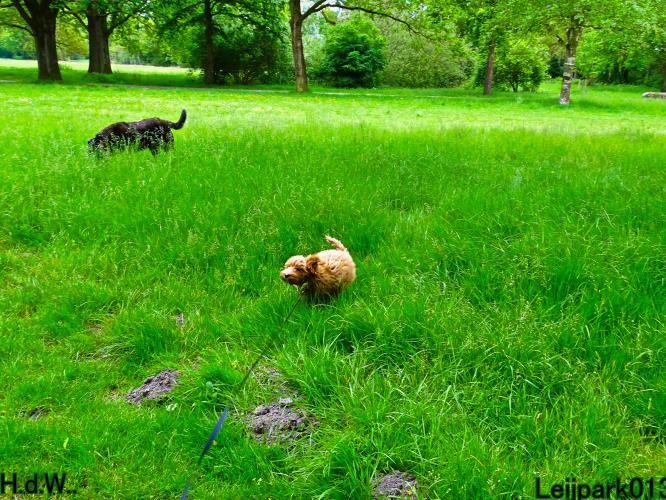 Leijpark013 Beestenboel 28 mei 2023 