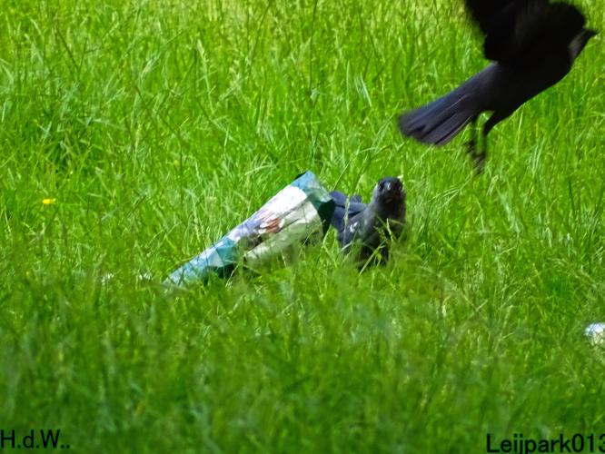 Leijpark013 SNIK SNIK 2 juni 2023 